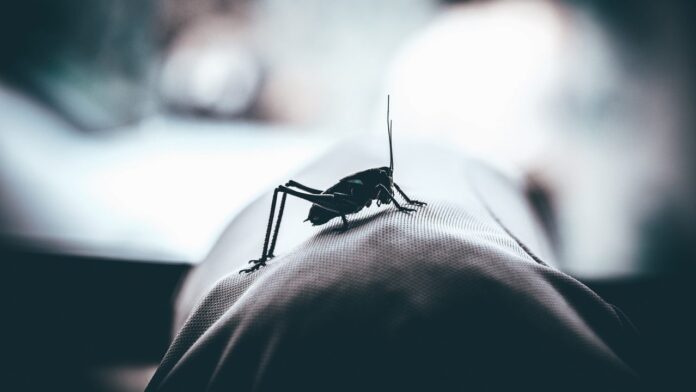 200625215005_mosquito-1280x720
