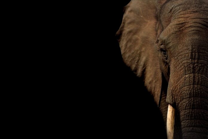 elephant-5647723_1280