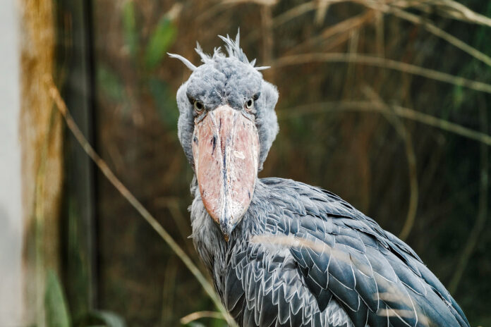 Shoebill,Balaeniceps,Rex,Very,Unusual,And,Exotic,Bird,From,The