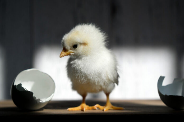 egg-chicken-full
