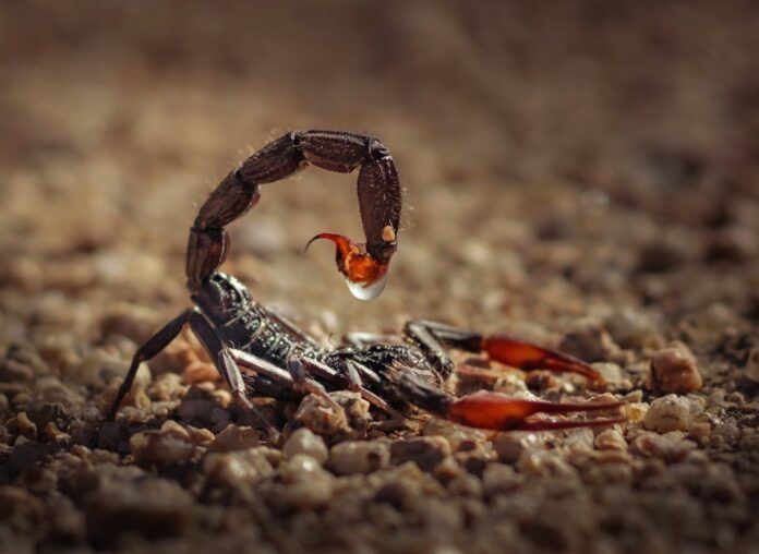pexels-scorpion-venom