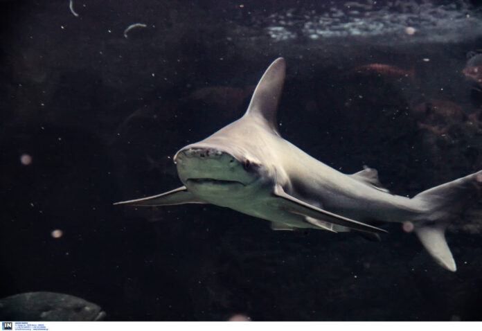 CRETAquarium - ÔÏ ÅÍÕÄÑÅÉÏ ÓÔÏ ÍÏÌÏ ÇÑÁÊËÅÉÏÕ <br><br>
