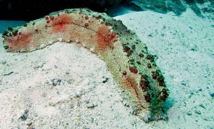 2048px-sea-cucumber-thelenota-anax-8499582873-1536x922