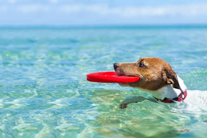 Dog sea