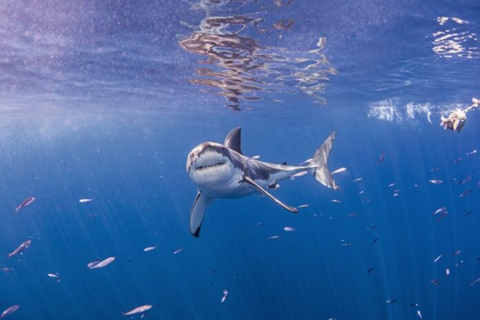 underwater-front-view-of-great-white-shark-looking-2026-01-05-23-30-40-utc-768x512